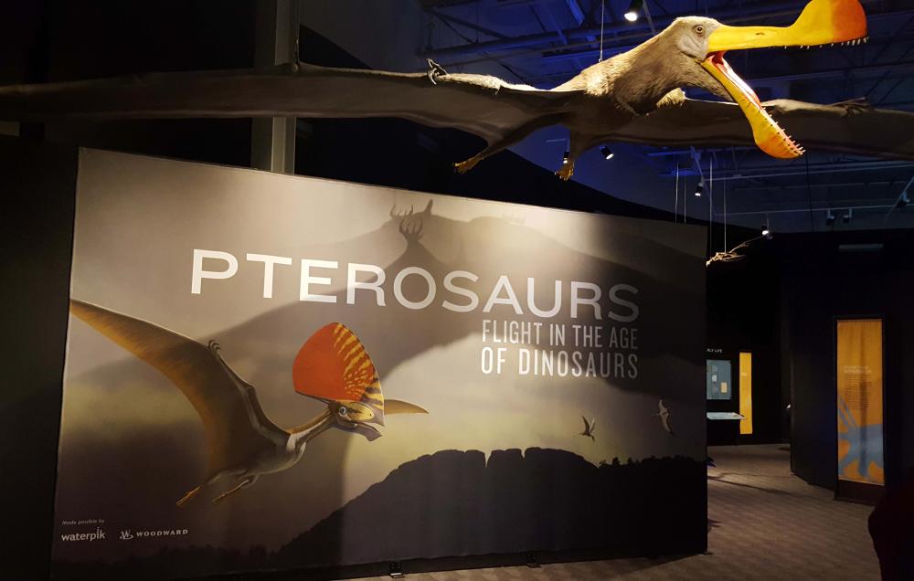 Pterosaurs sign for display 