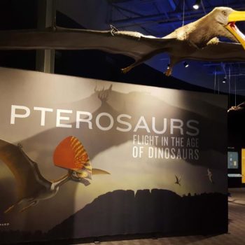Pterosaurs Flight of the Dinosaurs wall design 