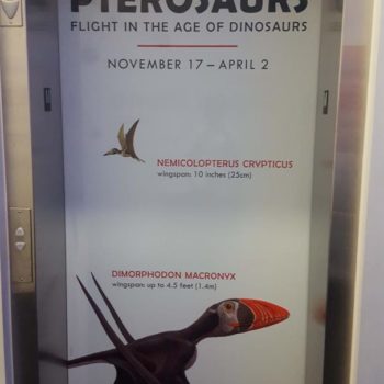 Pterosaurs exhibit elevator decal 