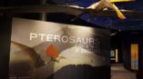 Pterosaurs large graphic 