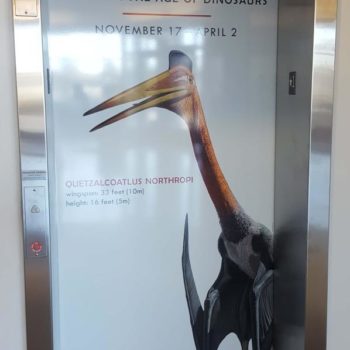 Quetzalcoatlus elevator graphic 