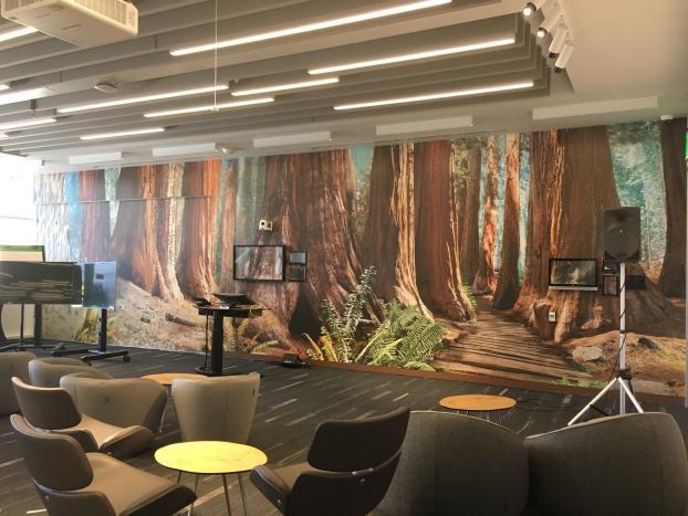 Redwood forest mural in an office