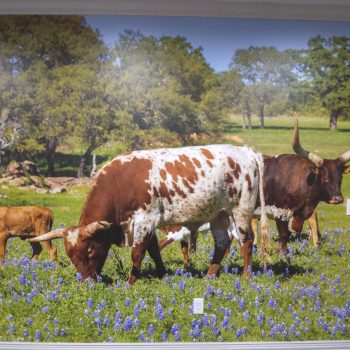 Longhorns Wall Mural in Fort worth TX