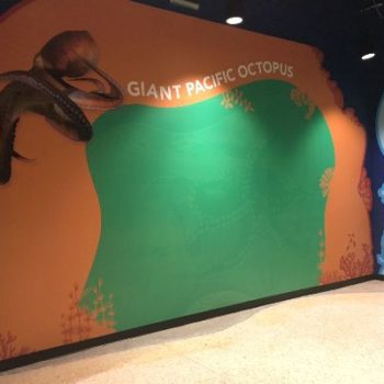 Ocean Voyage wall graphics giant pacific octopus 