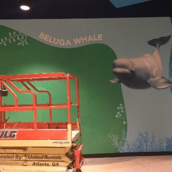 Ocean Voyage wall graphics beluga whale 