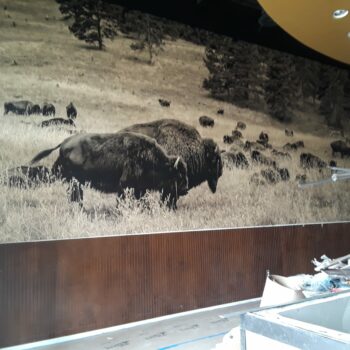Custom vinyl wall mural of a heard of buffalo