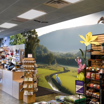 Custom designed wall mural depicting a river and meadow scene with birds flying around behind Urban Birding's check-out counter in their new brick-and-mortar in Greenville, SC.