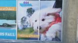 Pet hotel and spa window graphic