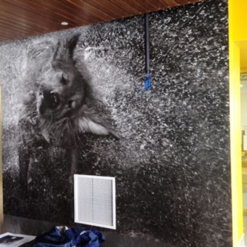 A wall mural of a dog hopping out of water as the water splashes everywhere