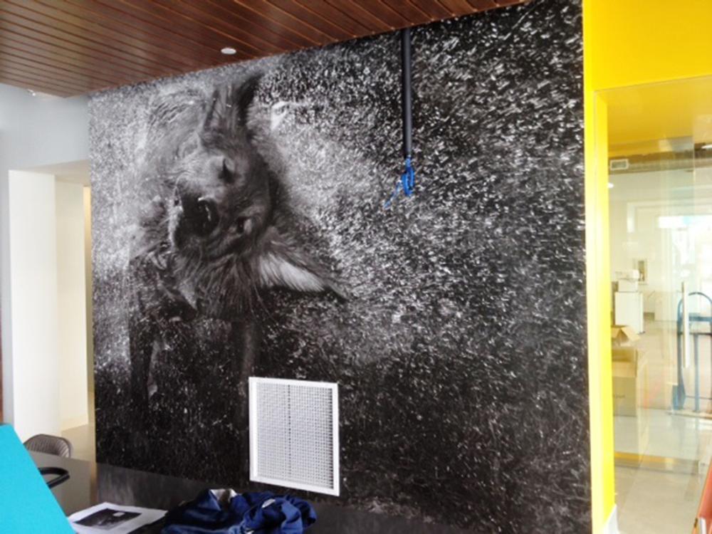 A wall mural of a dog hopping out of water as the water splashes everywhere