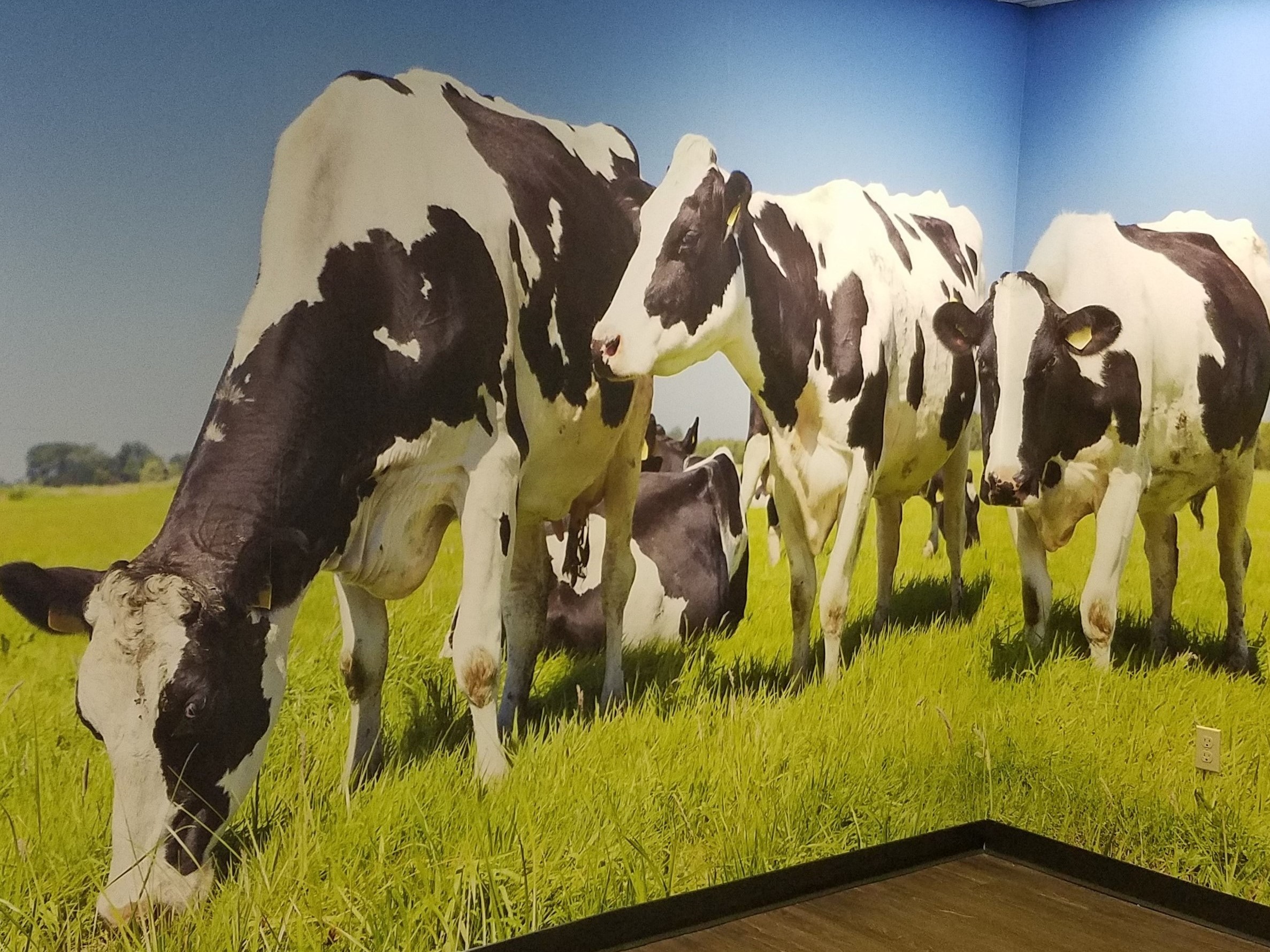 cow wall mural
