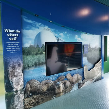 Nauticus indoor wall mural otters