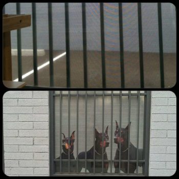Window graphic of dogs behind a fence