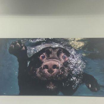 Custom sign of a dog swimming underwater