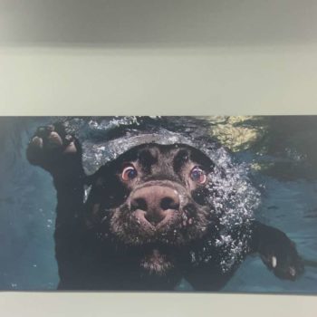 Mural of dog underwater