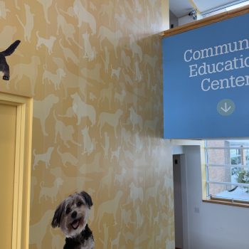Humane Society - Walls