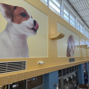 Humane Society - Walls