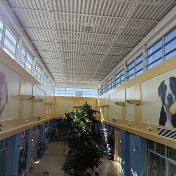 Humane Society - Walls