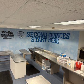 Humane Society - Walls