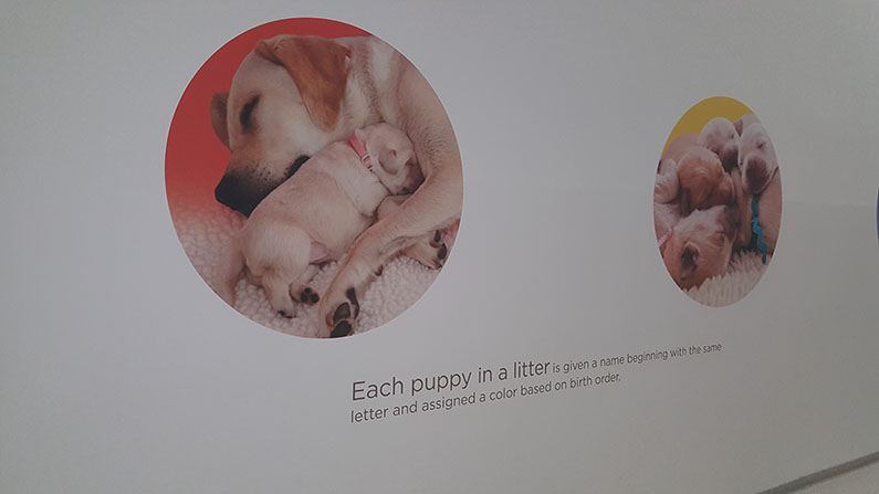 Puppies and mother dog wall murals
