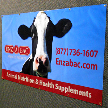 enzac.com banner featuring a cow